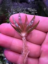 Image result for Xyris natalensis