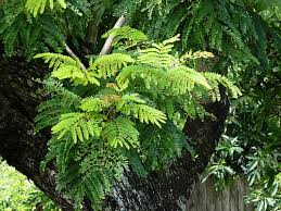 Image result for Peltophorum pterocarpum