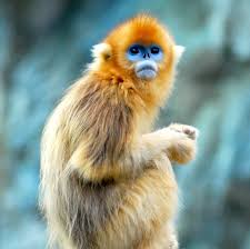 Altin Maymun Golden Monkey Ilginc Bitki Ve Hayvanlar