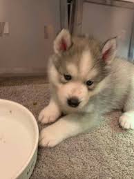 If you are unable to find your golden retriever puppy in our puppy for sale or dog for sale sections, please consider looking thru thousands of golden retriever dogs for adoption. Husky Puppies For Sale Petclassifieds Com