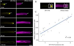 The town of blanca flor is located in the municipality of tizimín (in the state of yucatán). Spatial And Temporal Localization Of Spirrig And Wave Scar Reveal Roles For These Proteins In Actin Mediated Root Hair Development Biorxiv