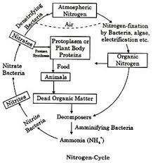 Image result for simple version nitrogen cycle