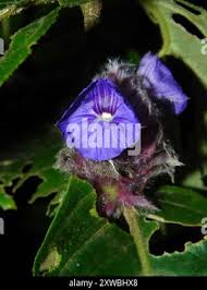 Image result for Neuracanthus