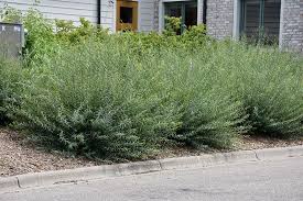 Dwarf Blue Arctic Willow Salix Purpurea Nana In Inver Grove Heights Minnesota Mn At Gertens Landscaping Retaining Walls Salix Willow Bush
