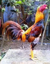 Ciri yang pertama adalah pada bagian kaki,. 60 Info Terbaru Gambar Kaki Ayam Aduan Yang Bagus