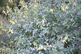 Image result for Crotalaria preladoi