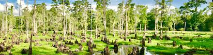 Louisiana, constituent state of the united states of america. Louisiana Usa Informationen Einwohner Klima Sehenswurdigkeiten