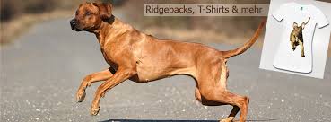 Historisch spielte in südamerika der einsatz von hunden bei der jagd nur eine untergeordnete rolle. Rhodesian Ridgeback Shop Posts Facebook