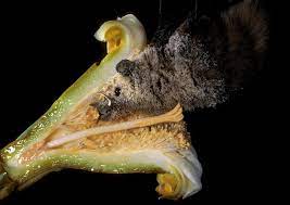There are bats that live in arizona. Bats Pollination And The Sonoran Desert Luckey Bee Farms