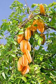 Image result for Averrhoa carambola