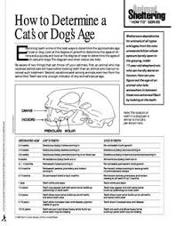 Kittens are adorable at any age, but did you know that figuring out how old a kitten is can help determine what sort of care they need? How Old Is My Kitten Pets Stack Exchange