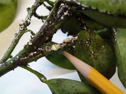 Image result for scale on plant