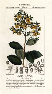 Image result for Gomphia