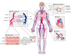 They are the blood vessels that absorb oxygen into the blood and returning blood cells that lack oxygen back into the heart and lungs to be oxidised. Unique Vascular Beds In The Human Body A Blood Vessels Are Zonated Download Scientific Diagram