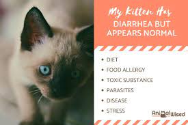 As one of the most common symptoms, it's easy to tackle home care for the cat with vomiting and diarrhea. My Kitten Has Diarrhea But Acts Normal Otherwise Causes And Treatment