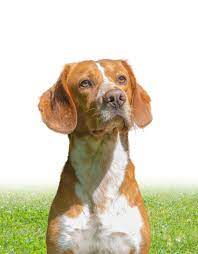 They are best suited to active families that have plenty of time for training and affection. Beagle Lab Mix A Complete Guide To An Increasingly Popular Cross