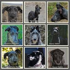 They are easily excitable, always on a high, and always in a rush to get somewhere, to run about the house. Scottish Deerhound Blog About Raising And Loving Scottish Deerhounds