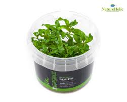 Image result for Floscopa sp.no.1