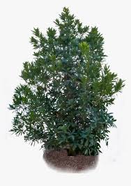 Typical specimen plant growing in a demonstration garden in conroe, tx. Transparent Japanese Tree Png Japanese Blueberry Png Png Download Transparent Png Image Pngitem