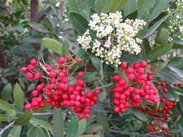 The flowers are followed by abundant clusters of green berries which ripen to bright red and persist. Master Gardener What Holly Like Plant Will Grow In Southern California Press Enterprise