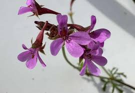 Image result for Pelargonium grossularioides