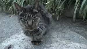 「ネコと和解せよ」の画像検索結果