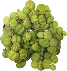 Image result for Phyllanthus paxii