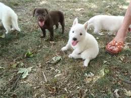 These intelligent canines are known for their jobs as police assistants, search and rescue pups, contraband sniffers, service dogs and more. White German Shepherd Puppies For Sale In Clermont Iowa Classified Americanlisted Com