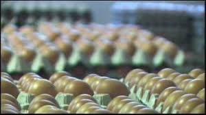 Knh sdn bhd, mechanical and electrical contractor and a specialist in plumbing and piping related works. Green Tech Egg Industries Pte Ltd And Henritex Malaysia Sdn Bhd Hens Egg Production Company Profile Youtube