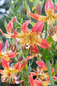 Maybe you would like to learn more about one of these? Lilium Fusion Flowers Photograph By Tim Gainey