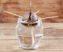 Trees get all the water they need in most places during the spring, fall and winter, but need to be watered two or three times a week during dry periods or in arid regions that receive little rain, like the u.s. 8 Fruit Trees You Can Grow From The Seeds And Pits Of Your Own Fruit