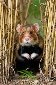 Check spelling or type a new query. Black Bellied Or Common Hamster Poisk V Google Funny Hamsters Cute Animals Animals Wild