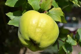 Los membrilleros son morfológicamente similar a los géneros de rosácea malus y pear, como las manzanas y las peras, pero es diferente de otros tipos de rosácea, como las fresas, en. Membrillo Arbol De Membrillo Hojas De Membrillo Verde Fruta Verde Pikist