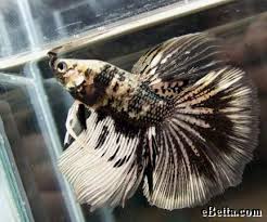 Black And White Betta Fish For Sale Pin By Alexis Luce On Betta Crazy Betta Fish Betta Betta Fish Tank