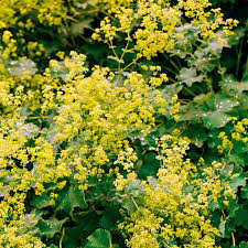 Image result for Bergia salaria