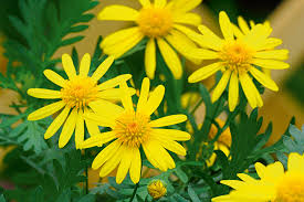 Image result for Euryops chrysanthemoides