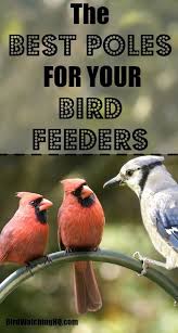 Bird Feeder Pole System Check Out My Two Favorite Bird Feeder Pole Systems For Your Backyard Bonus 7 Tips You Need Bird Feeder Poles Best Bird Feeders Squirrel Proof Bird Feeders