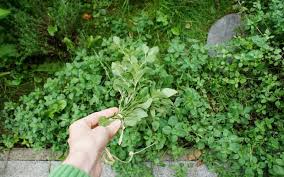 The old and unhealthy leaves can be left to rot and fall off. How To Harvest Mint Without Killing The Plant