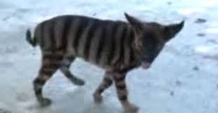 See more ideas about tasmanian tiger, marsupial, tasmanian. Strange Barking Striped Cat Could Be Tasmanian Tiger Mysterious Universe Tasmanian Tiger Striped Cat Cats