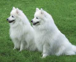 We focus on producing excellent quality japanese spitz puppies largely for ourselves. Verein Fur Deutsche Spitze E V Japan Spitz Rasseportrait