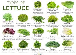 How Many Types Of Lettuce Are There Their List With Uses In Salads Wraps Sandwiches And Burgers Thei In 2020 Types Of Lettuce Green Vegetables Name Types Of Salad