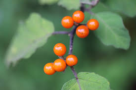 Image result for Solanum anguivi