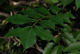 Image result for Ekebergia benguelensis