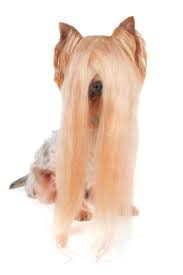 Posted in grooming tagged puppy cut , show cut , yorkie grooming , yorkie haircut Yorkshire Terrier Very Long Hair Photos Free Royalty Free Stock Photos From Dreamstime