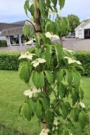 Image result for Cornus