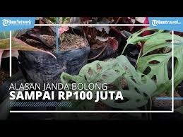Iren adalah janda pns asal riau sumatra indonesia. Janda Gatel Travelerbase Traveling Tips Suggestions