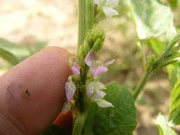 Image result for Cyamopsis tetragonoloba