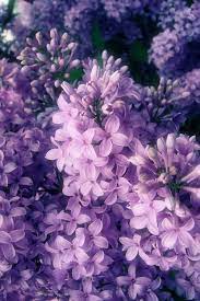 Edible Flower List Flowers Are Gorgeous But Did You Know That You Can Eat Some Of Them Learn About 7 List Of Edible Flowers Lilac Flowers Flower Pictures