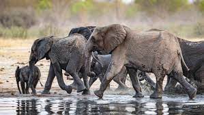 The longest us presidential inauguration speech was made by william henry harrison at 8,445 words. Elephant Faq How Much Do Elephants Weigh