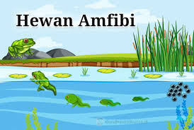 Haiwan yang hidup di darat dan di airmemerang ialah haiwan yang tinggal berdekatan air. Pengertian Amfibi Klasifikasi Ciri Jenis Dan Struktur